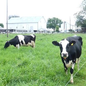 Meet your Posher, Elisa